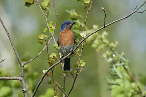 Bluebird: Eastern Bluebird Male