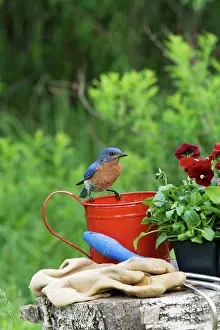 Bluebird: Eastern Bluebird Male