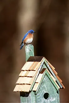 Boxes: Eastern BLUEBIRD - male on birdbox