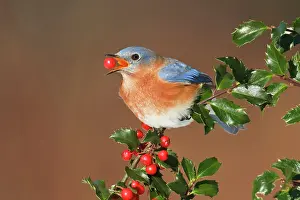 Bluebirds: Eastern Bluebird - male eating Holly berries in winter