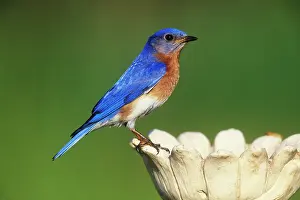 Eathing: Eastern Bluebird - male at feeder