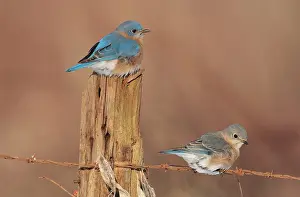 Bluebirds: Eastern Bluebird - male and female in winter