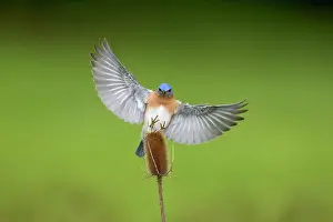 Bluebirds: Eastern Bluebird male in flight