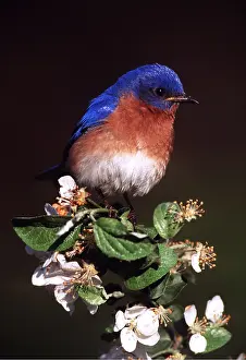 Bluebird: EASTERN BLUEBIRD - male on flower