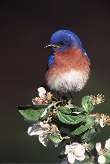 Bluebird: EASTERN BLUEBIRD - male on flower