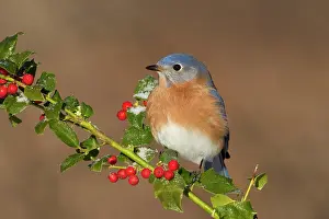 Bluebirds: Eastern Bluebird - male with frosted holly berries in winter
