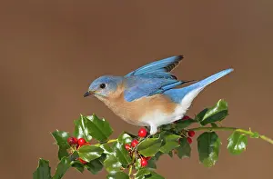 Bluebirds: Eastern Bluebird male with holly berries in winter