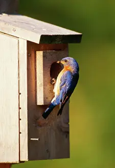 Bluebirds: Eastern Bluebird - male at nest box