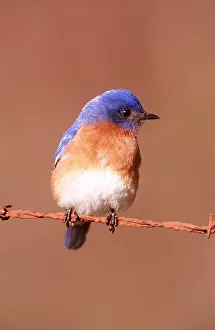 Iron: EASTERN BLUEBIRD - male, perched on rusty wire