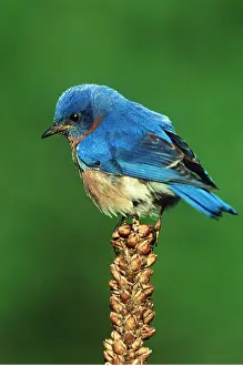 Bluebird: EASTERN BLUEBIRD - male on plant