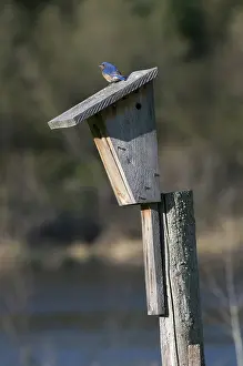 Birdhouse: Eastern Bluebird Male Sitting on Bird House