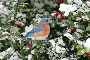 Bluebirds: Eastern Bluebird - male on snow dusted Holly leaves