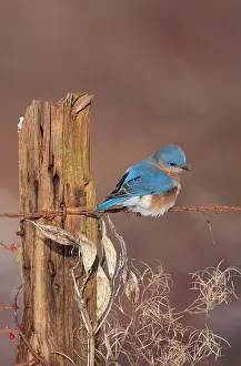 Bluebirds: Eastern Bluebird - male in winter