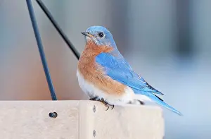 Feeders: Eastern Bluebird. Male in winter at bird feeder eating