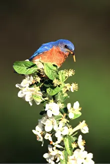Worm: EASTERN BLUEBIRD - male with worm in beak