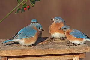 Bluebirds: Eastern Bluebird - males at bluebird feeder