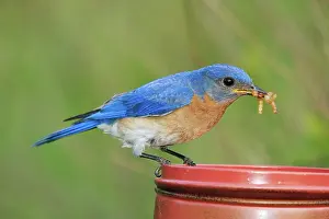 Meal: Eastern Bluebird with Mealworms