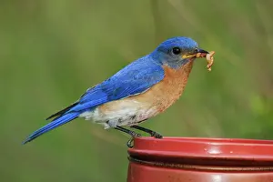 Meal: Eastern Bluebird with Mealworms