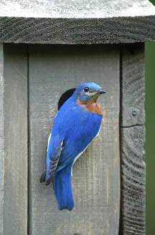 Nestbox: Eastern Bluebird at Nest