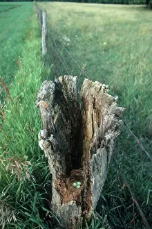 Wildife: Eastern Bluebird Nest