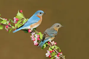 Bluebirds: Eastern Bluebird - pair