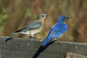 Bluebird: Eastern Bluebird Pair