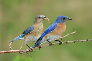 Bluebird: Eastern Bluebird Pair
