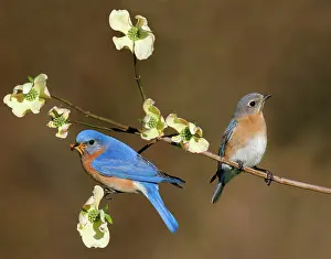 Bluebird: Eastern Bluebird - pair