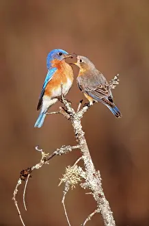 Bluebirds: Eastern Bluebird - pair, courtship, male feeding female