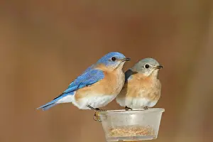 Feeders: Eastern Bluebird - pair eating mealworms in winter at feeder