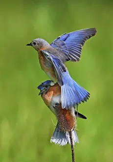 Bluebirds: Eastern Bluebird pair, female landing on top of male