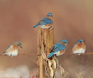 Fencing: Eastern Bluebird - perched on barbed wire fencing