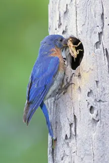 Cavities: Eastern Bluebird (Sialia sialis)