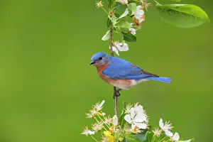 Bluebird: Eastern Bluebird, Sialia sialis. Hunting ground insects from