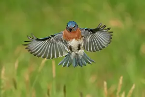 Live: Eastern Bluebird, Sialia sialis. Eastern Bluebirds live in