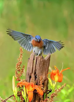 Live: Eastern Bluebird, Sialia sialis. Eastern Bluebirds live in