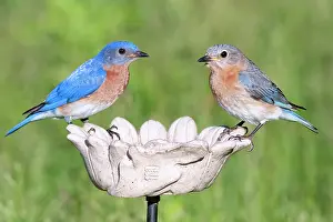 Live: Eastern Bluebird, Sialia sialis. Eastern Bluebirds live in