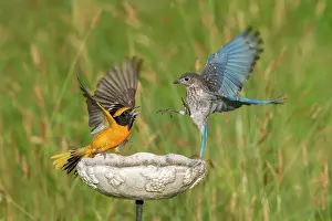 Live: Eastern Bluebird, Sialia sialis. Eastern Bluebirds live in