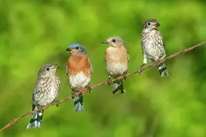 Live: Eastern Bluebird, Sialia sialis. Eastern Bluebirds live in