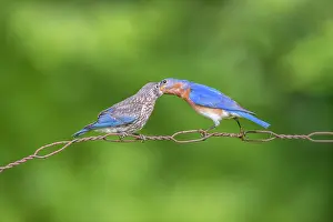 Meal: Eastern Bluebird, Sialia sialis. Adult male feeding meal wo