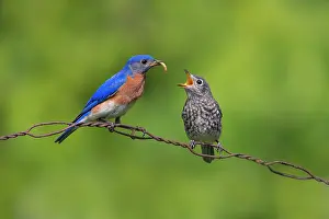 Meal: Eastern Bluebird, Sialia sialis. Adult male feeding meal wo