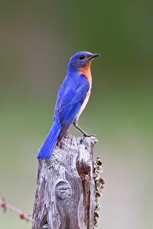 Bluebird: Eastern Bluebird (Sialia sialis) adult male