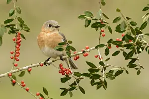 Thrushes: Eastern Bluebird (Sialia sialis) female, Texas