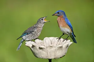 Bluebird: Eastern Bluebird, Sialia sialis. Fledgling being fed by adu