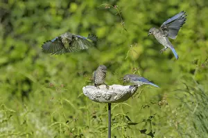 Meal: Eastern Bluebird - Sialia sialis - Immature, birds