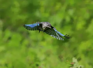 240517: Eastern Bluebird Sialia sialis Immature birds or fledg