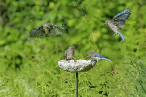 240517: Eastern Bluebird Sialia sialis Immature birds or fledg