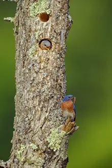 Bluebirds: Eastern Bluebird Sialia sialis Nesting in a natural ca