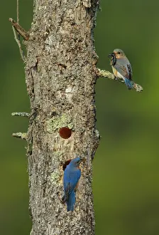 240517: Eastern Bluebird Sialia sialis Nesting in a natural ca
