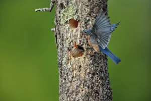 240517: Eastern Bluebird Sialia sialis Nesting in a natural ca